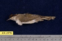 藏品(冠羽畫眉)的圖片